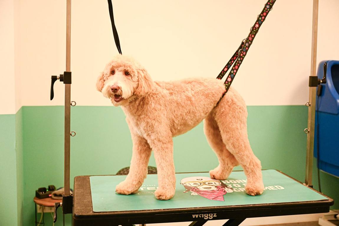 Een pas getrimde labradoodle staat op de trimtafel in het salon