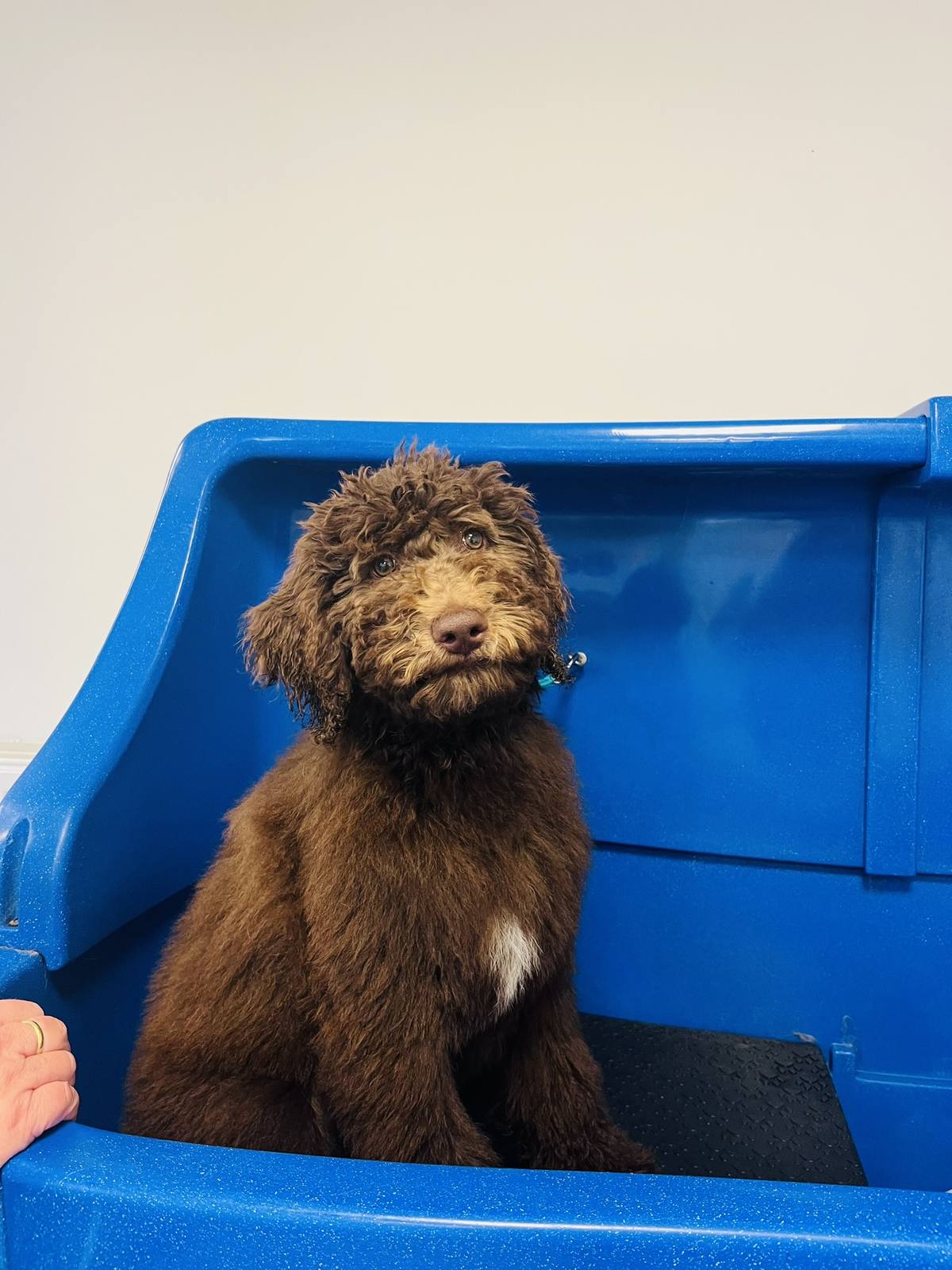 Een jonge bruine labradoodle zit rustig in het bad van het salon
